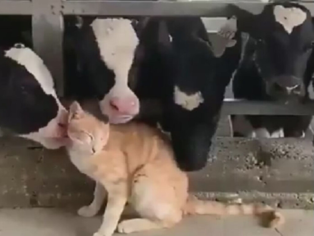 Сеть покорила видеоподборка дружбы котов с коровами