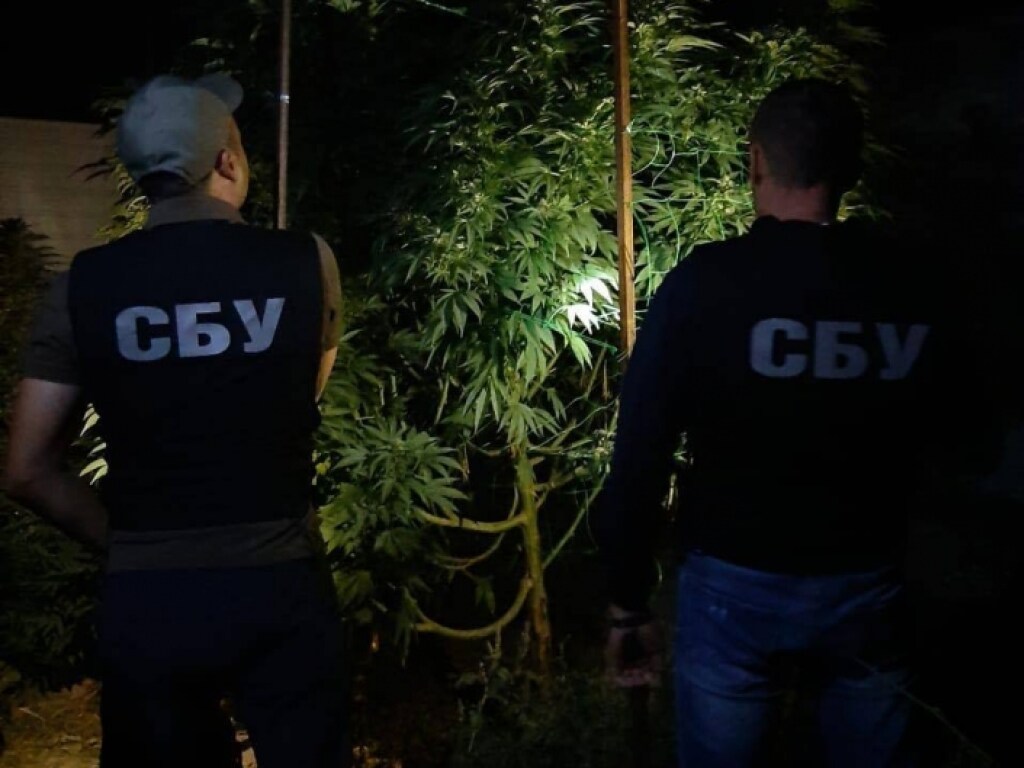 В Мелитополе разоблачили наркобаронов с двумя гектарами конопли (ФОТО)