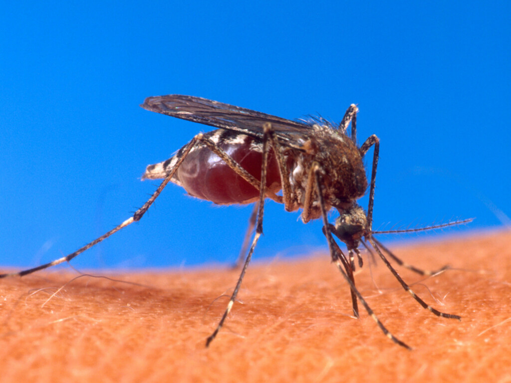 В Запорожье собирают деньги на лечение комара