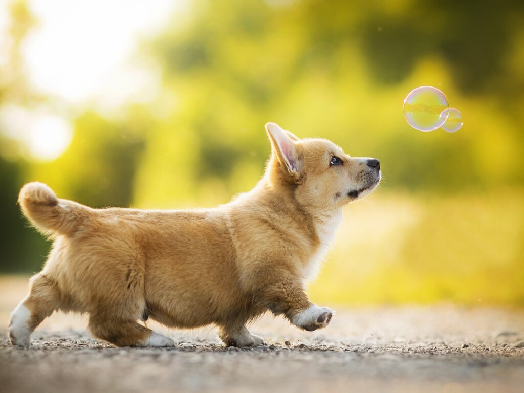 Собак обучили «вынюхивать» коронавирус (ВИДЕО)