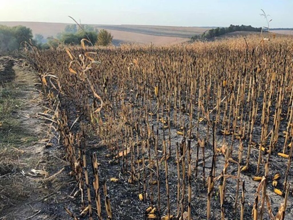В Полтавской области крупный пожар на зерновых полях: 130 гектар кукурузы охвачено огнем (ФОТО)