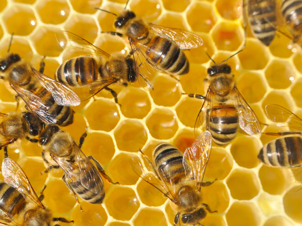 Медики рассказали о суперполезности пчелиной пыльцы