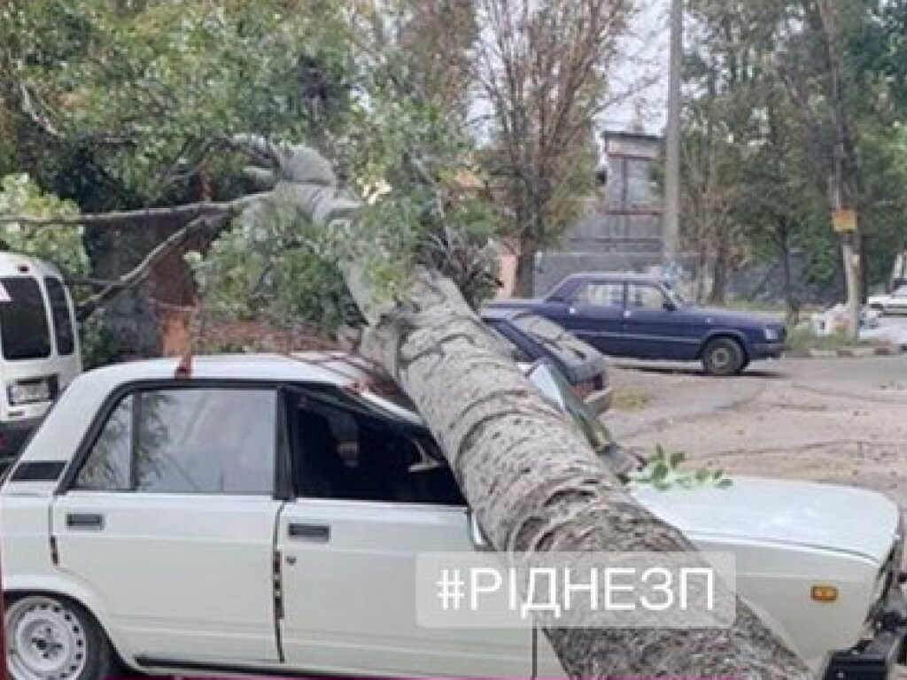 В Запорожье упавшие деревья повредили несколько иномарок (ФОТО)