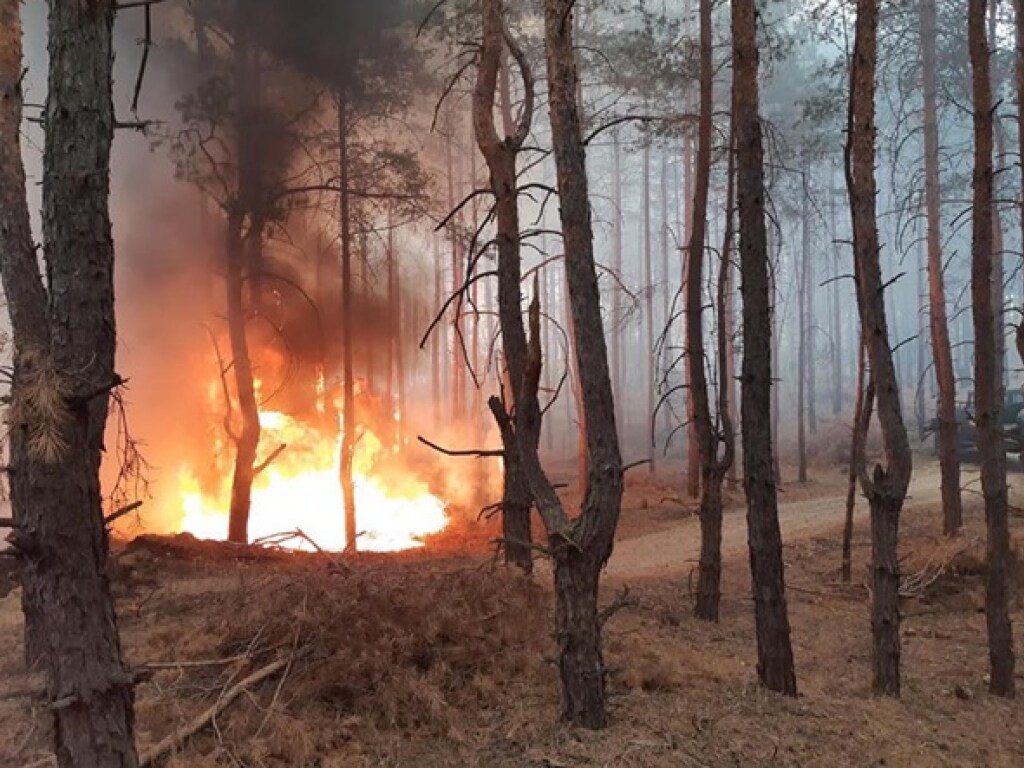 Под Днепром горит лес (ФОТО)
