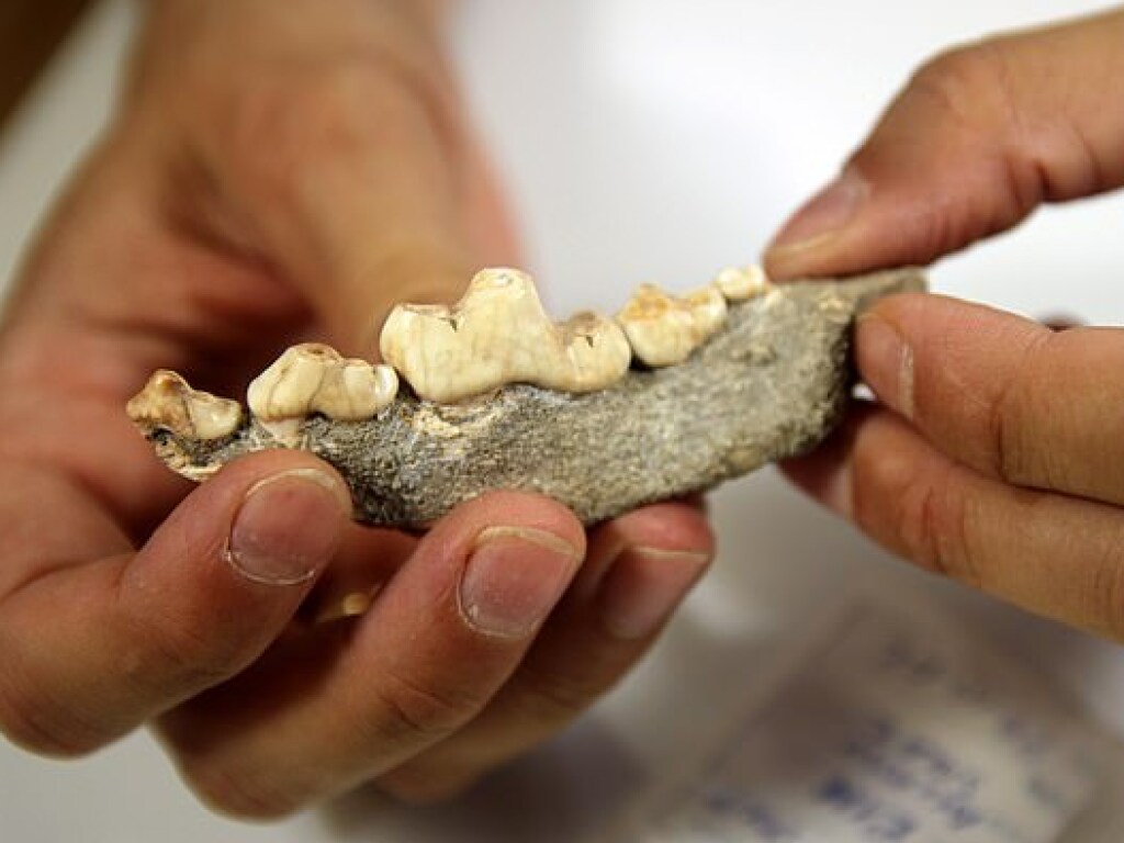 В Швеции археологи обнаружили останки собак, которым более 8000 лет (ФОТО)