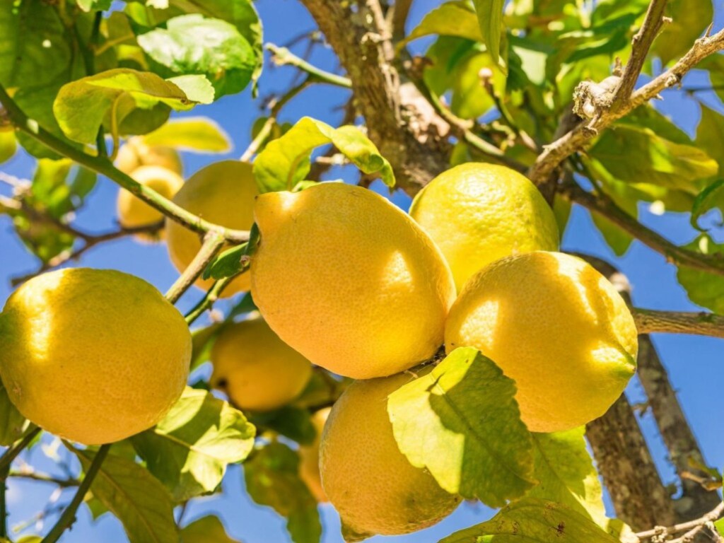 Не только от простуды: названы неизвестные полезные свойства лимонов