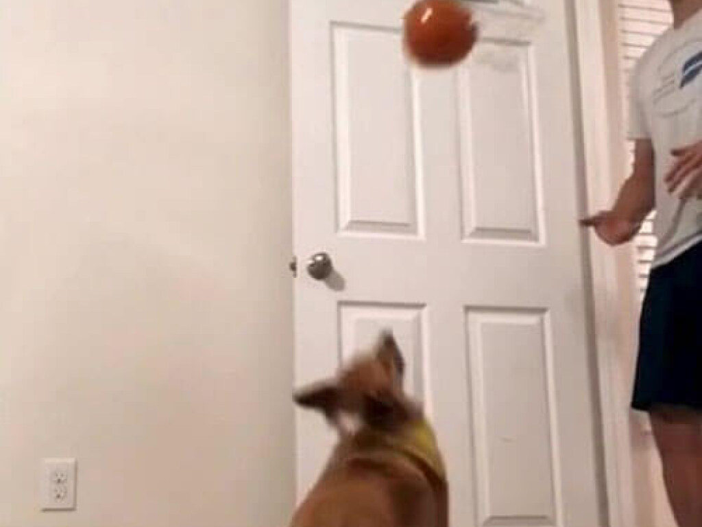 Игра собаки в баскетбол позабавила Сеть (ФОТО, ВИДЕО)