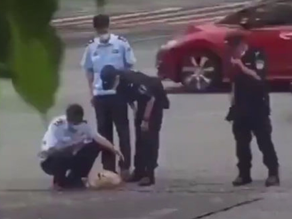 В Китае полицейские спасли собаку, оказавшуюся посреди оживленной трассы (ФОТО, ВИДЕО)