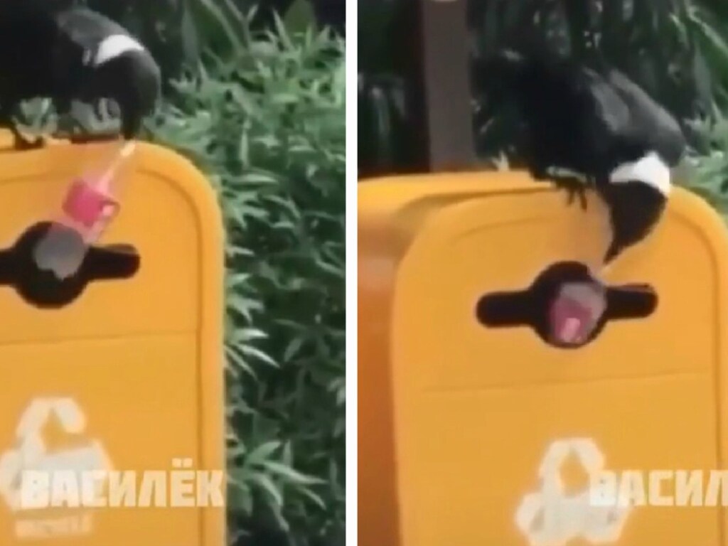 Смышленная ворона показала пример тем, кто любит выбрасывать мусор мимо урны (ФОТО, ВИДЕО)