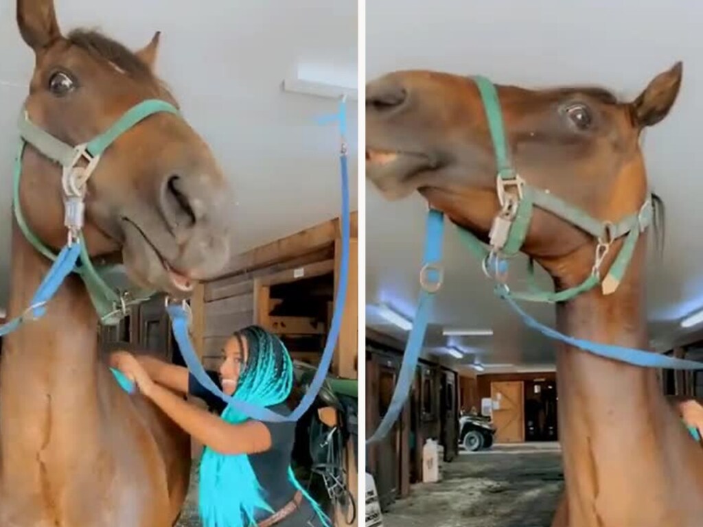 Смешная реакция лошади на «почесушки» хозяйки вызвала восторг в Сети (ФОТО, ВИДЕО)