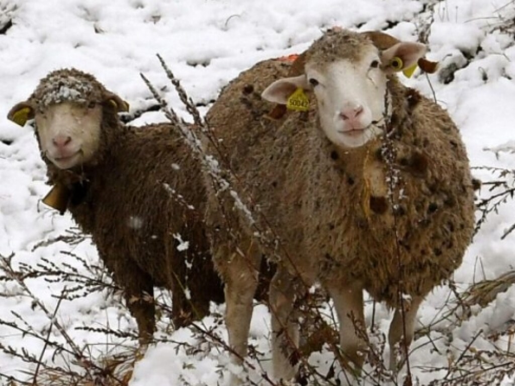 Более шести тысяч овец попали в снежную ловушку во французских Альпах (ФОТО)
