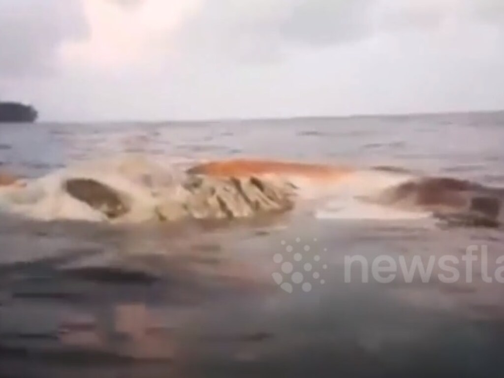 В Индонезии волны принесли к берегу тушу 10-метрового существа (ВИДЕО)