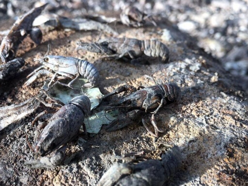 Рыбоохранный патруль заявил о массовой гибели краснокнижной рыбы в Николаевской области (ФОТО)