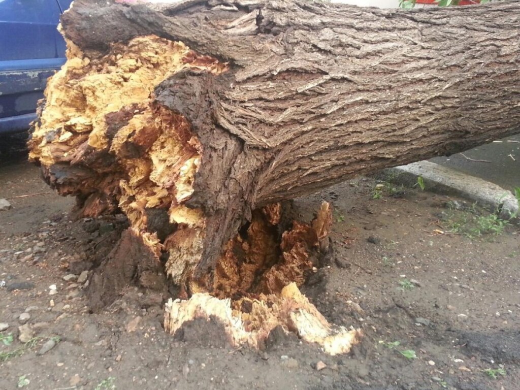 Рухнувшее дерево привалило два автомобиля на столичной Борщаговке (ФОТО)