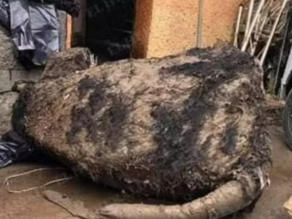Гигантская крыса, обнаруженная в канализации, шокировала бригаду рабочих (ФОТО, ВИДЕО)