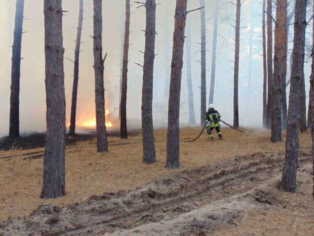Пожары в  Луганской области: люди пытались спасать животных и имущество (ВИДЕО)
