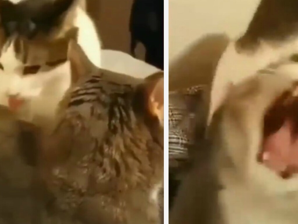 Любвеобильная кошка довела до истерики кота своими ласками (ФОТО, ВИДЕО)