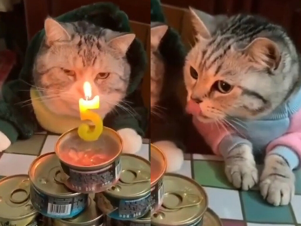 Разочарованный своим днем рожденья кот стал звездой Сети (ФОТО, ВИДЕО)