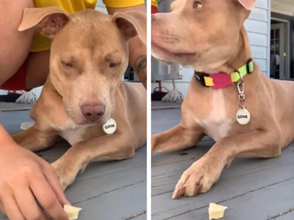 «Не трогай вкусняшку»: хозяйка устроила своей собаке испытание на терпение (ФОТО, ВИДЕО)