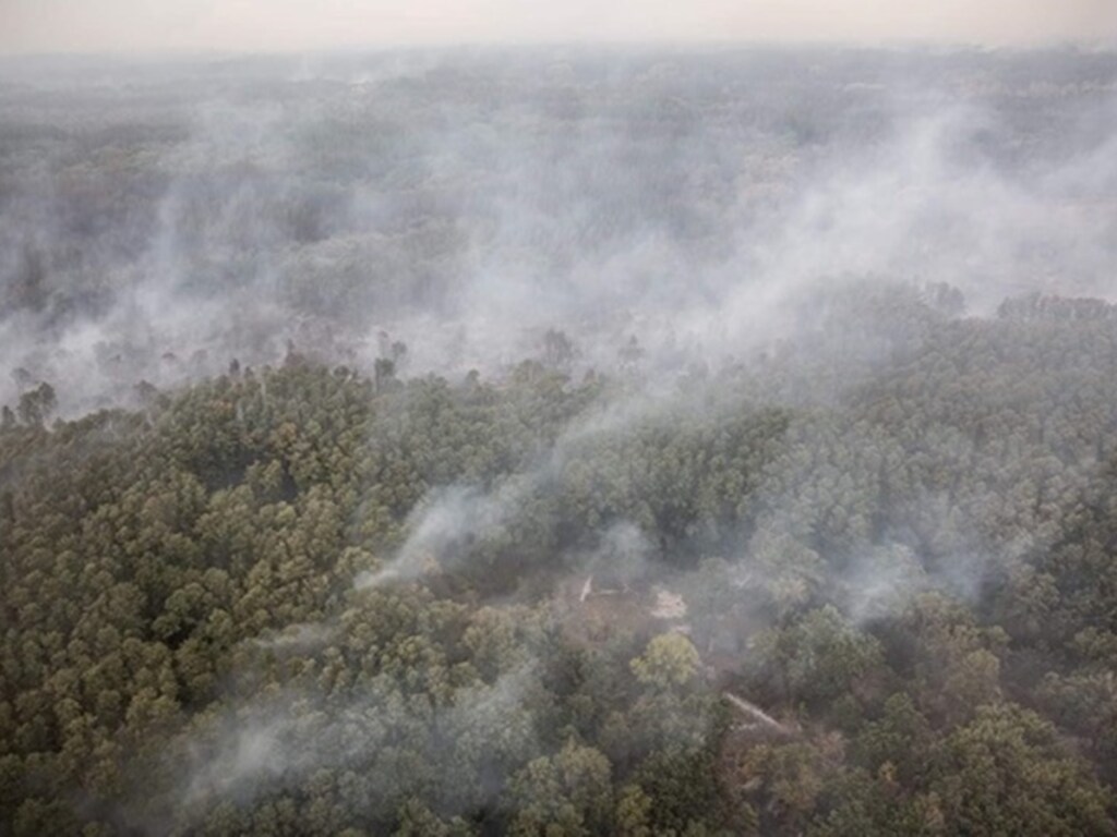 С начала года в Украине из-за пожаров пострадали 25 тысяч гектаров леса