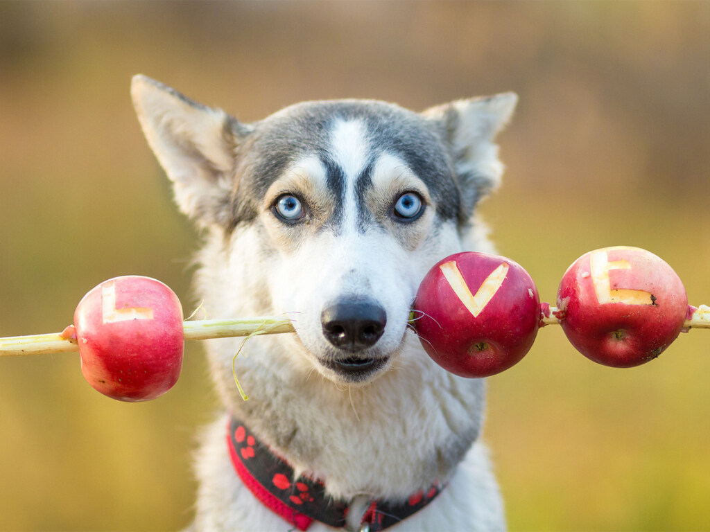 Ученые выяснили, как собаки реагируют на фразу «я тебя люблю»