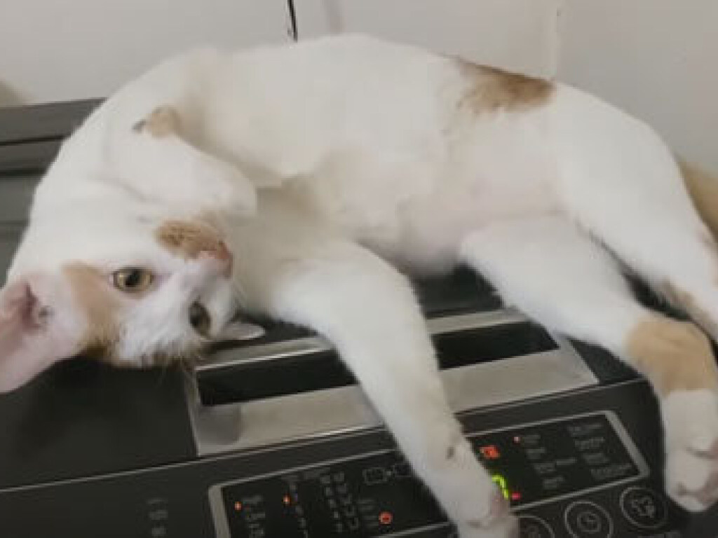Качественный массаж: кошка устроила себе релакс на стиральной машине (ФОТО, ВИДЕО)