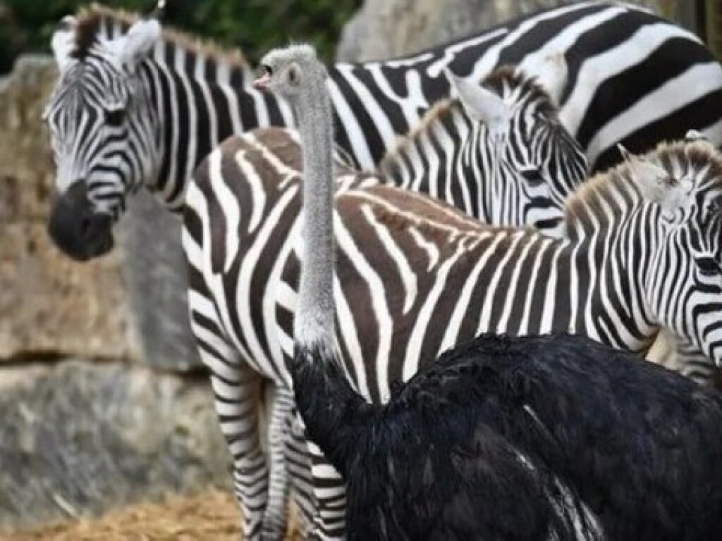 Гуляет с зебрами, ест траву: В Великобритании страус начал считать себя зеброй (ФОТО)