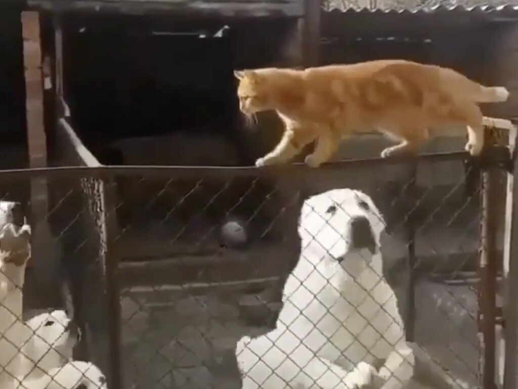 Бесстрашный рыжий кот спокойно прогулялся над оградой со свирепыми псами (ФОТО, ВИДЕО)