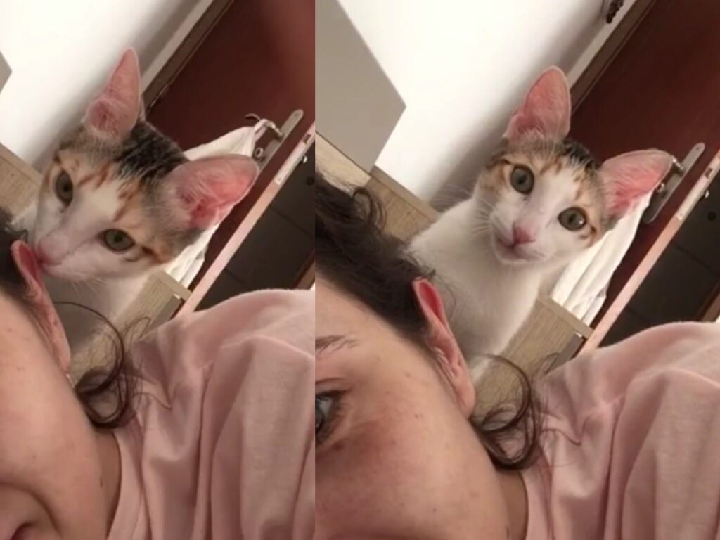 Смешная реакция кошки на камеры развеселила Сеть (ФОТО, ВИДЕО)