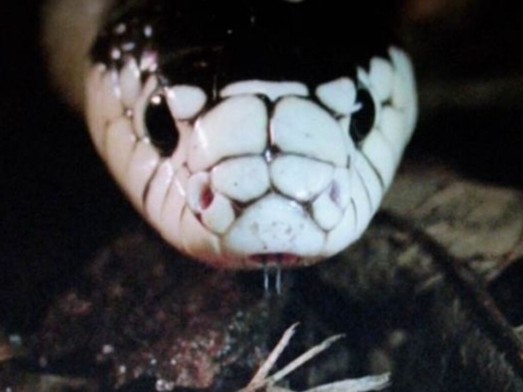 В Индии обнаружили редкую змею-альбиноса (ФОТО)