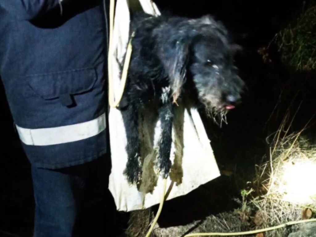 Спасателям удалось спасти собаку, упавшую в колодец на Николаевщине (ФОТО)