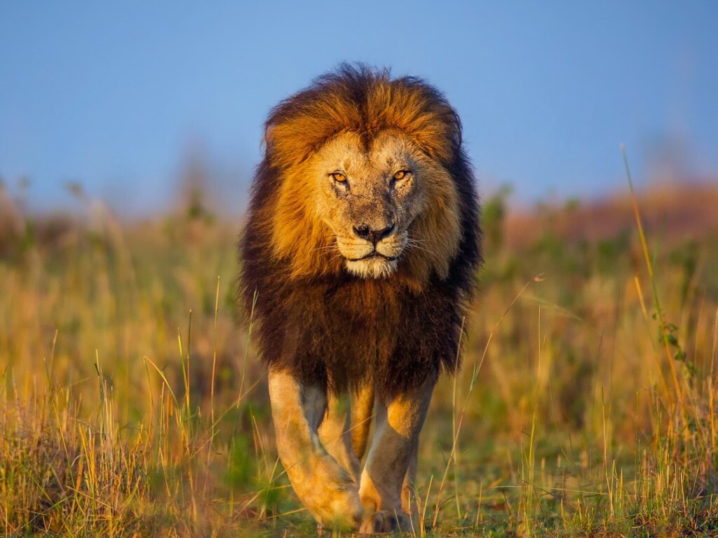 Агрессивный носорог не львам заняться любовью посреди саванны (ВИДЕО)