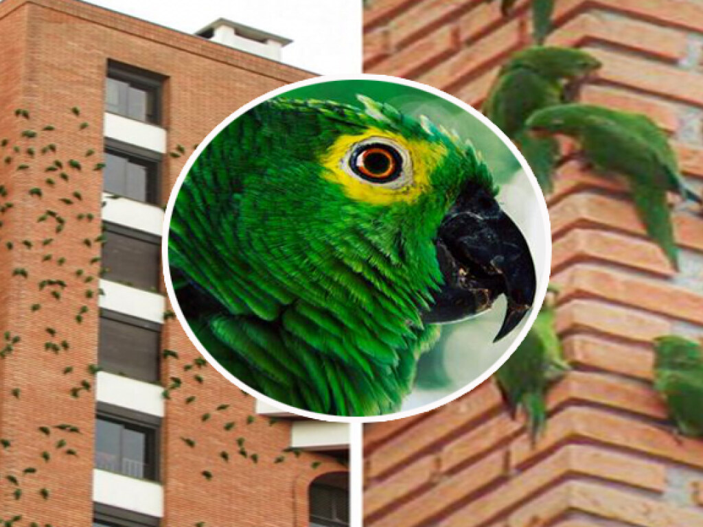 Ученые не могут объяснить странное поведение попугаев в бразильском Сан-Паулу (ФОТО, ВИДЕО) 