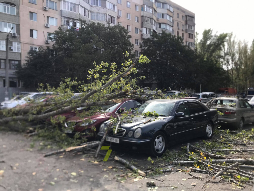 В Одессе на парковку рухнуло дерево и повредило семь машин (ФОТО)