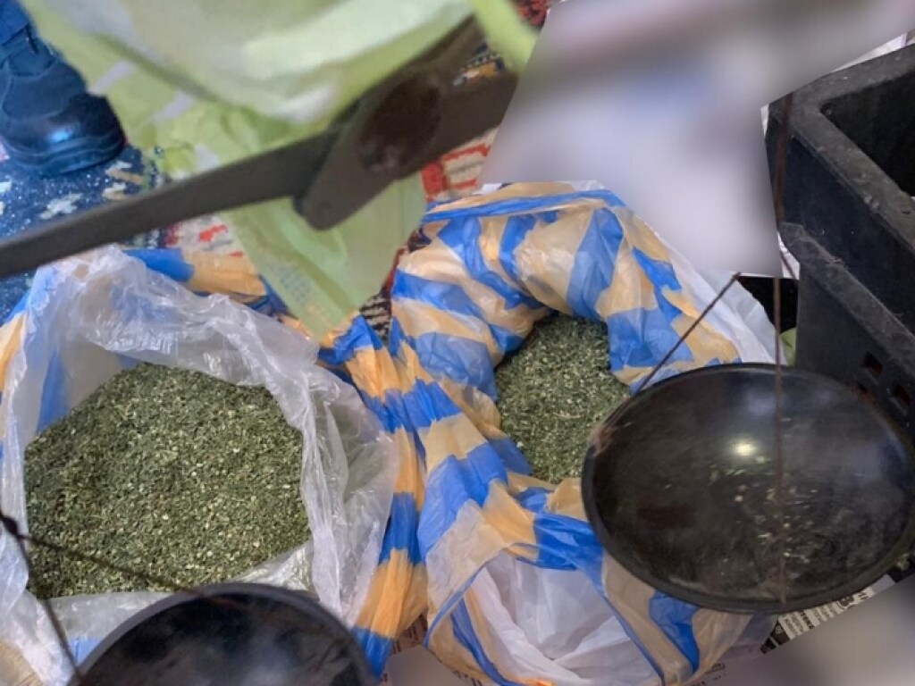 У жителя Бердянска изъяли марихуану на полмиллиона гривен (ФОТО)