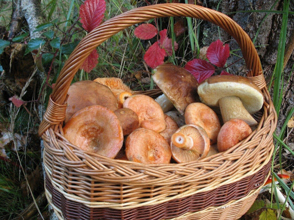 «Новый сезон»: эксперты рассказали, как собрать полные корзины грибов
