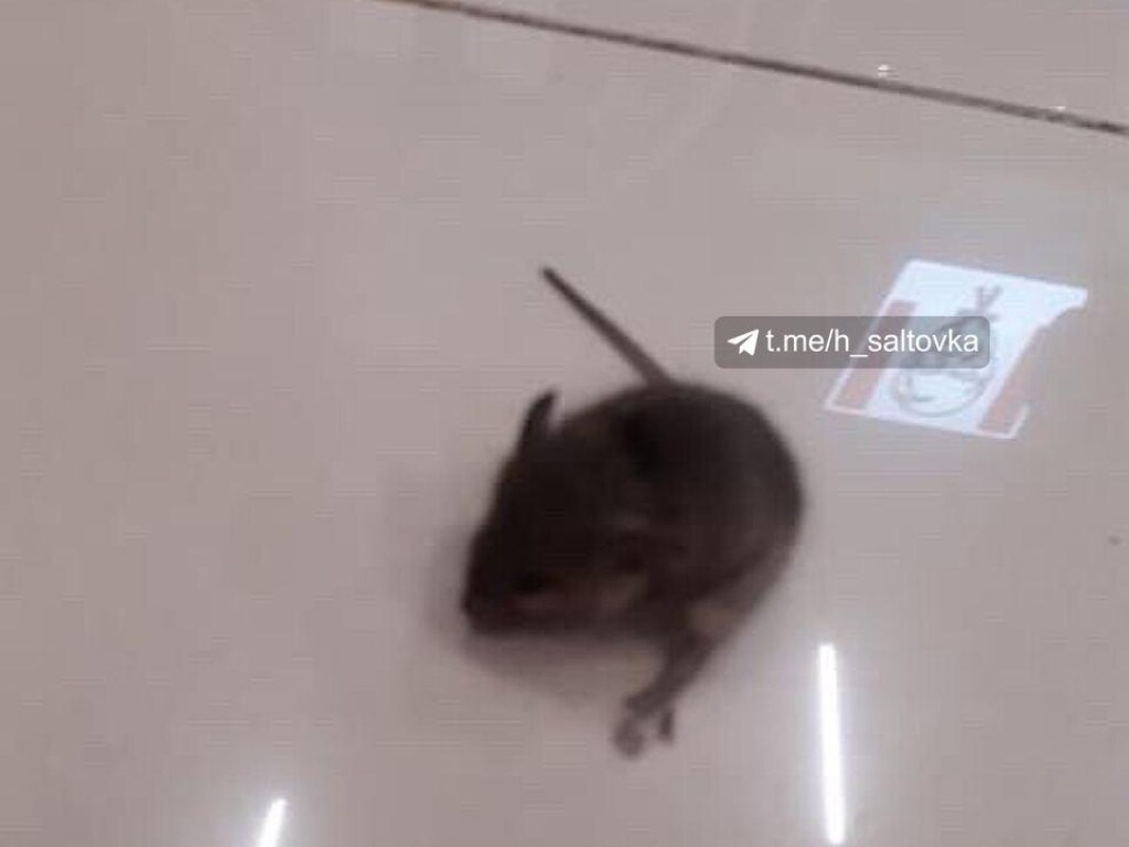 В харьковском ТРЦ посетители фуд-корта заметили огромную крысу (ФОТО)