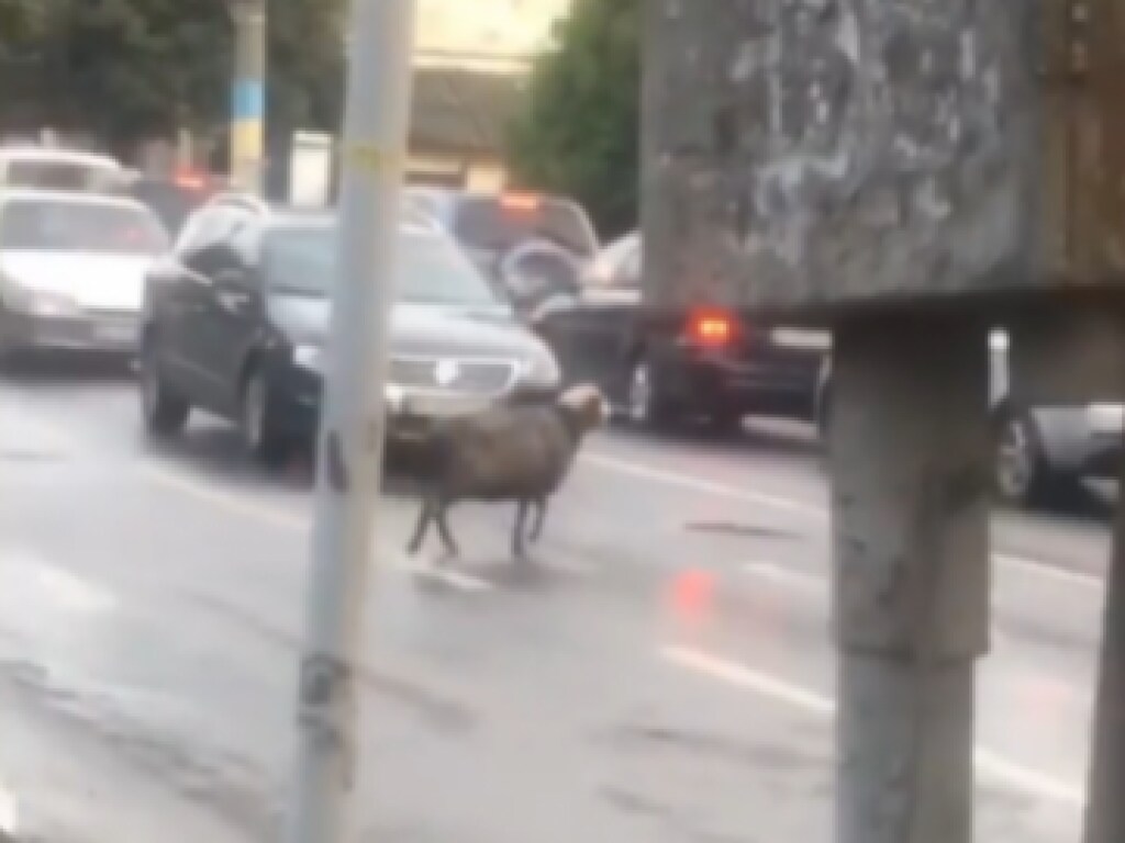 Забегала в магазин одежды: По улицам Черновцов уже второй день бегает овца (ВИДЕО)