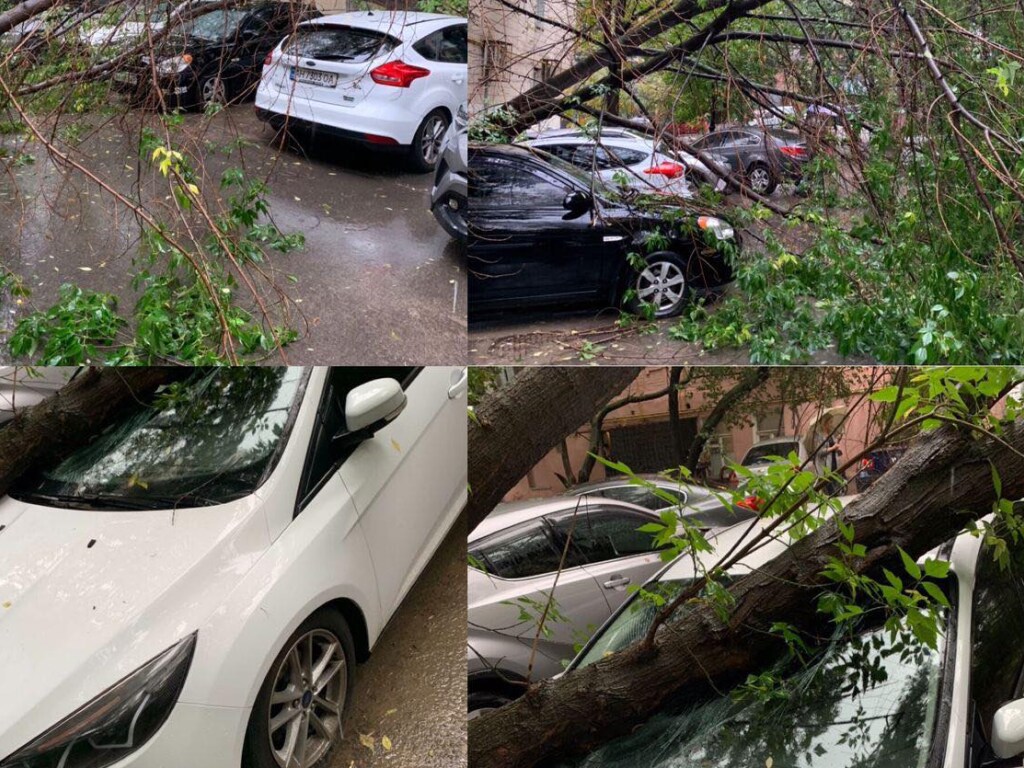 Рухнувшее дерево разбило авто в центре Киева (ФОТО)