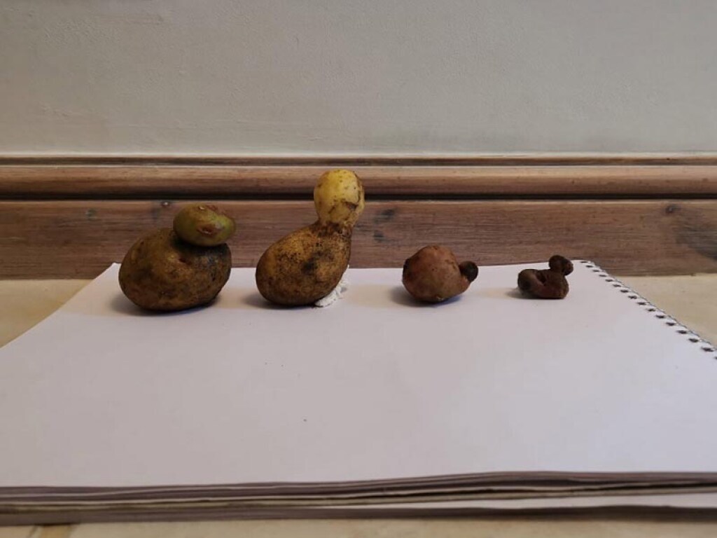 «Коронавирус делает забавные вещи и с нашим урожаем»: фермер собрал уникальный картофель (ФОТО)