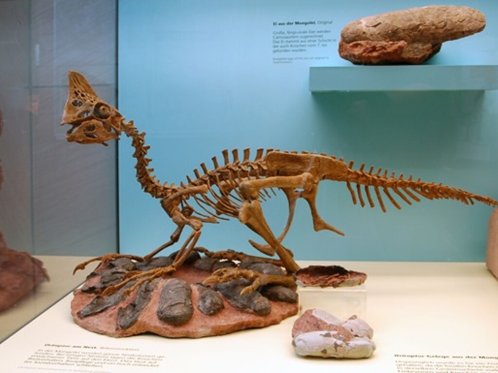 В Монголии ученые нашли останки динозавра нового вида (ФОТО)