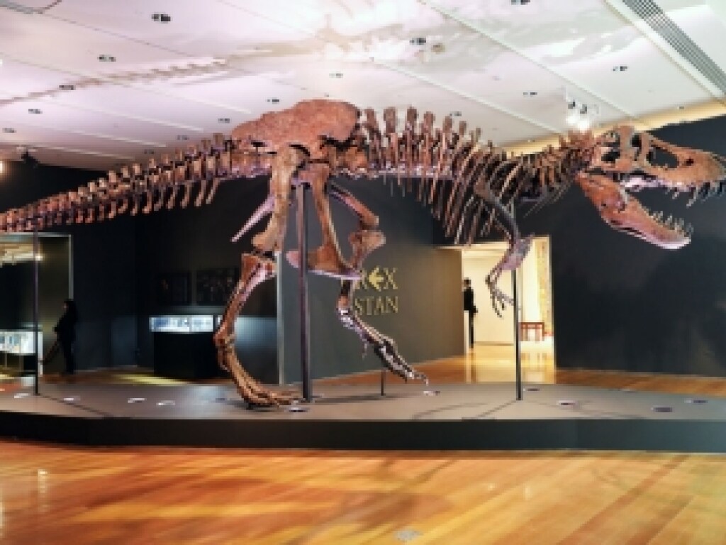 Скелет огромного тираннозавра продали на аукционе за 31,8 миллиона долларов (ФОТО)