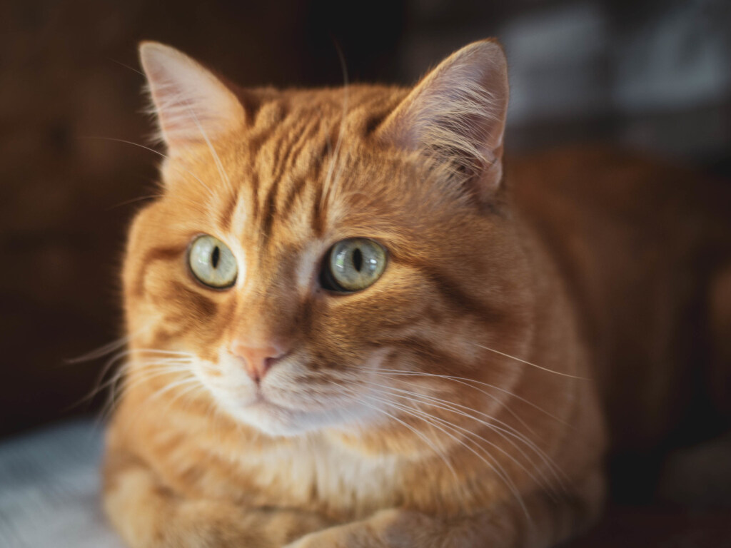 Британские ученые нашли действенный способ общения с котами при помощи прищура глаз