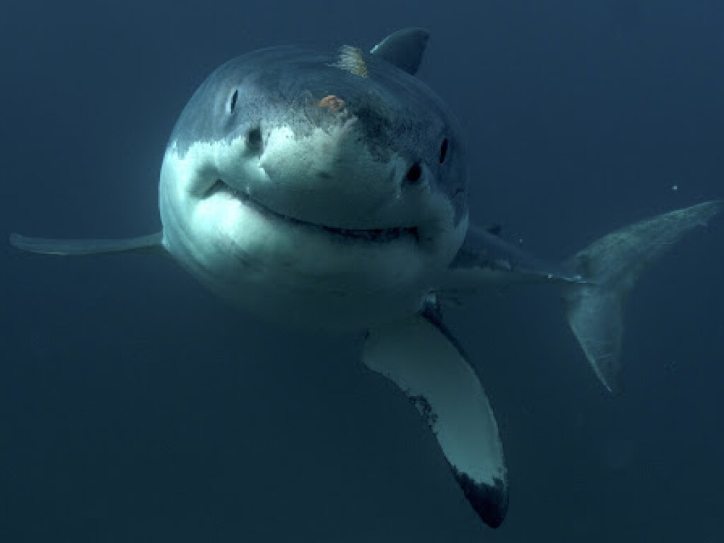 Операторы дрона в Австралии спасли чемпиона по серфингу от нападения акулы (ВИДЕО)