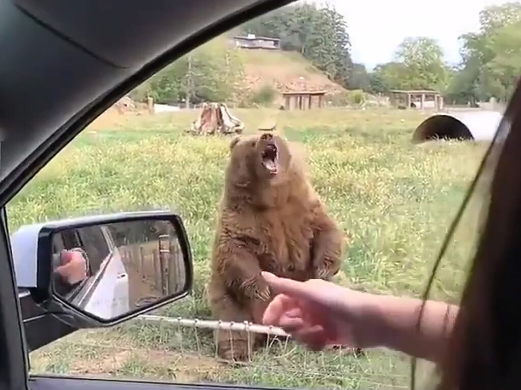 Забавный и жадный медведь рассмешил туристов (ФОТО, ВИДЕО)