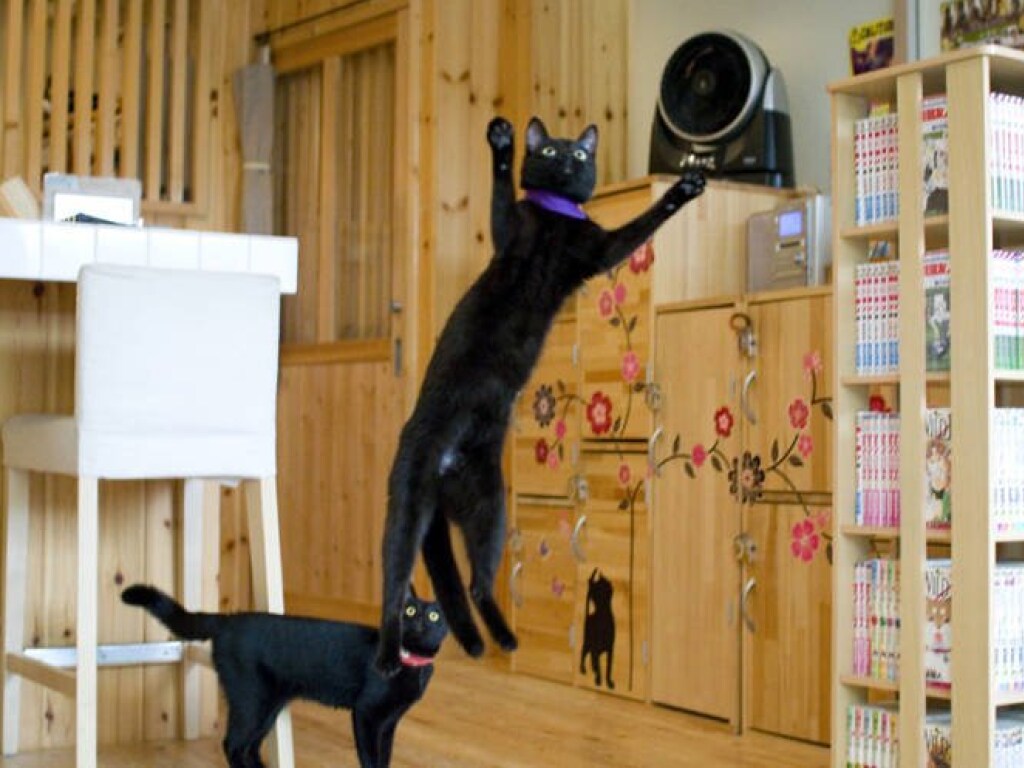В Японии во время эпидемии женщина сохранила кафе, где живут только черные кошки (ФОТО)