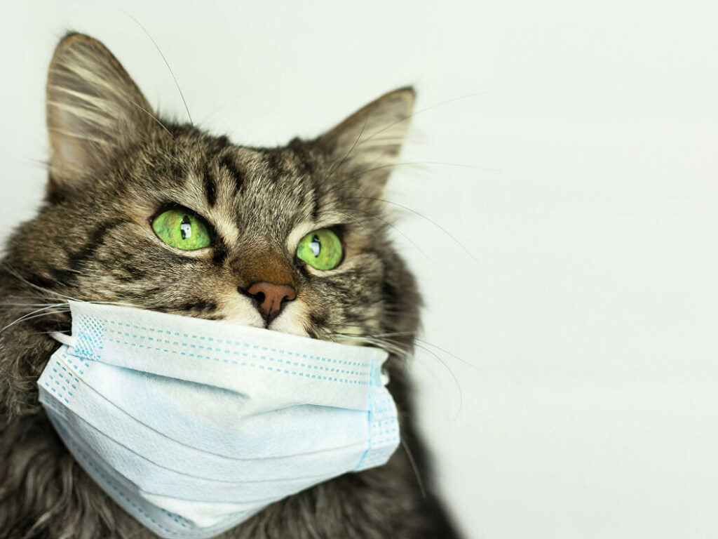 Американские ветеринары выяснили, как коронавирус разрушает организм кошек