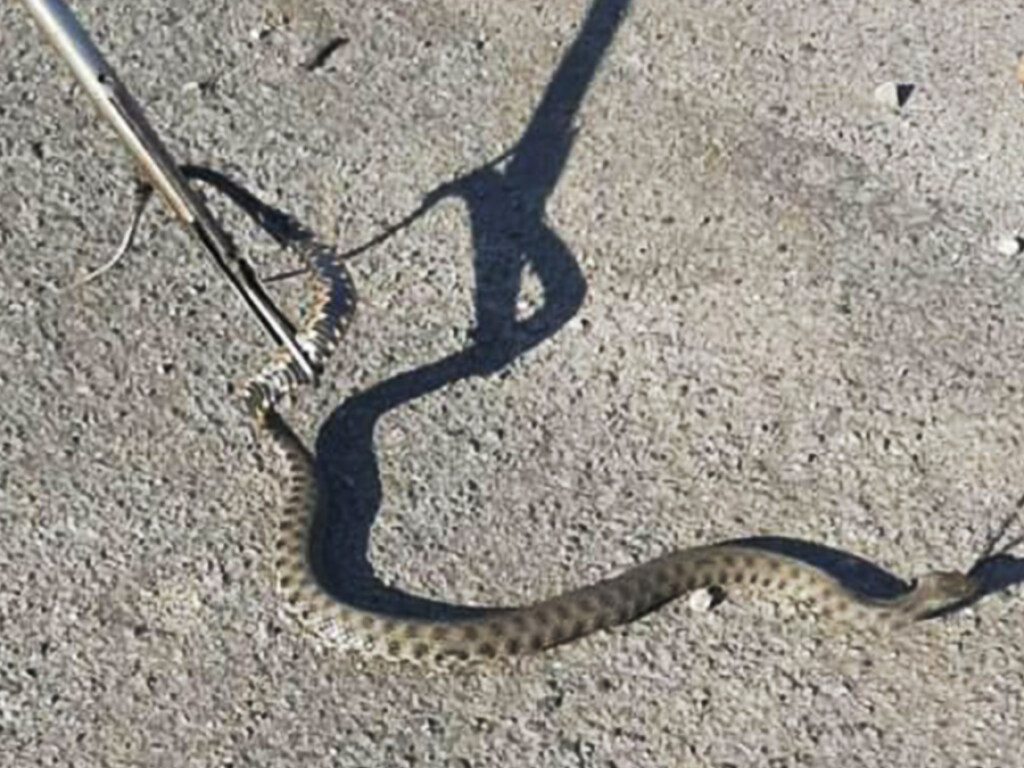 На остановке в Днепре метровая змея напугала людей (ФОТО)