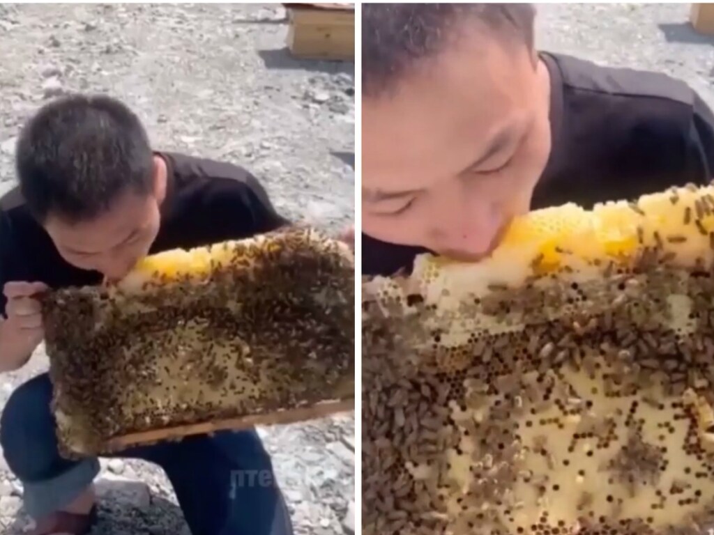 Парень, поедающий мед на пасеке в прикуску с пчелами стал героем Сети (ФОТО, ВИДЕО)
