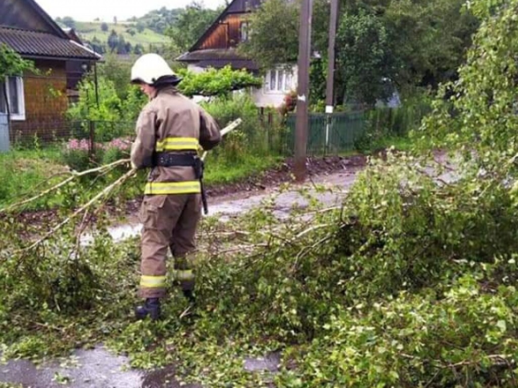 Непогода на Закарпатье: стихия валила деревья в регионе (ФОТО)